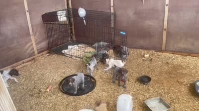 Girl1, a female German Shorthaired Pointer for sale in Carthage, NC – 9 of 9