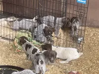 Girl 4, a female German Shorthaired Pointer for sale in Carthage, NC – 2 of 5