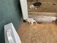 Girl5, a female German Shorthaired Pointer for sale in Carthage, NC – 2 of 6