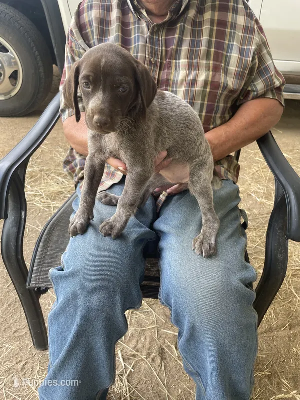 Girl3 – German Shorthaired Pointer puppy for sale in Carthage, NC