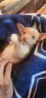 Rascal, a female Chihuahua for sale in Houston, TX – 4 of 5