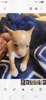 Rascal, a female Chihuahua for sale in Houston, TX – 3 of 5