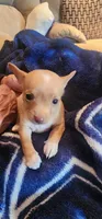 Rascal, a female Chihuahua for sale in Houston, TX – 2 of 5