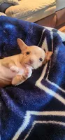 Rascal, a female Chihuahua for sale in Houston, TX – 5 of 5