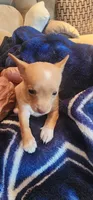 Rascal, a female Chihuahua for sale in Houston, TX – 1 of 5