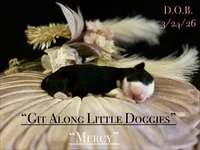 Mercy, a female Australian Shepherd for sale in Blacksburg, VA – Photo 3 of 5