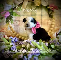 Mercy, a female Australian Shepherd for sale in Blacksburg, VA – 2 of 6