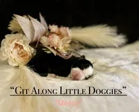 Mercy, a female Australian Shepherd for sale in Blacksburg, VA – Photo 2 of 5