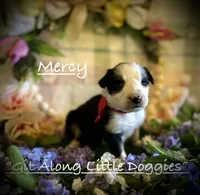 Mercy, a female Australian Shepherd for sale in Blacksburg, VA – 1 of 6
