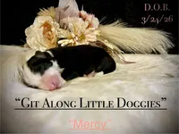 Mercy, a female Australian Shepherd for sale in Blacksburg, VA – Photo 1 of 5
