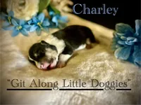 Charley, a male Pembroke Welsh Corgi for sale in Blacksburg, VA – Photo 1 of 5