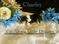 Charley, a male Pembroke Welsh Corgi for sale in Blacksburg, VA – Photo 2 of 5