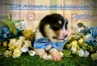 Charley, a male Pembroke Welsh Corgi for sale in Blacksburg, VA – 4 of 10