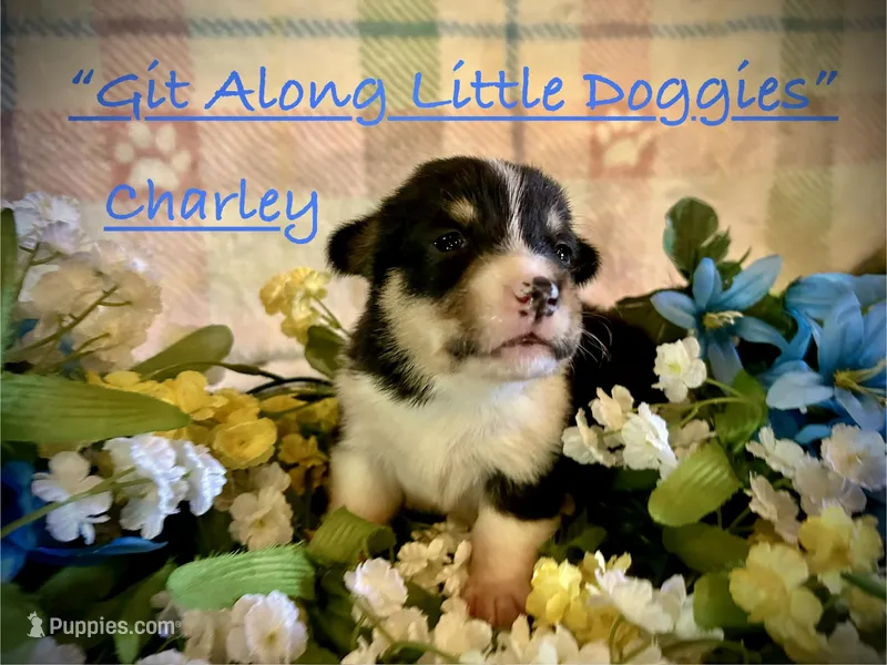 Charley – Pembroke Welsh Corgi puppy for sale in Blacksburg, VA