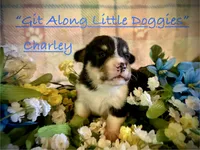 Charley, a male Pembroke Welsh Corgi for sale in Blacksburg, VA – 1 of 10