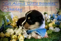 Charley, a male Pembroke Welsh Corgi for sale in Blacksburg, VA – 5 of 10