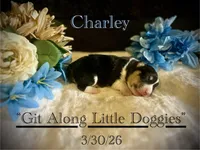 Charley, a male Pembroke Welsh Corgi for sale in Blacksburg, VA – Photo 3 of 5