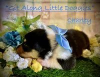 Charley, a male Pembroke Welsh Corgi for sale in Blacksburg, VA – 2 of 10