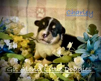 Charley, a male Pembroke Welsh Corgi for sale in Blacksburg, VA – 3 of 10