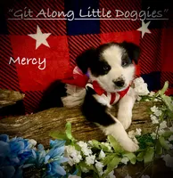 Mercy, a female Australian Shepherd for sale in Blacksburg, VA – 3 of 10