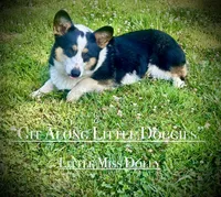 Little Miss Dolly, a female Pembroke Welsh Corgi for sale in Blacksburg, VA – 2 of 3