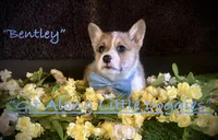 Bentley, a female Pembroke Welsh Corgi for sale in Blacksburg, VA – 3 of 10