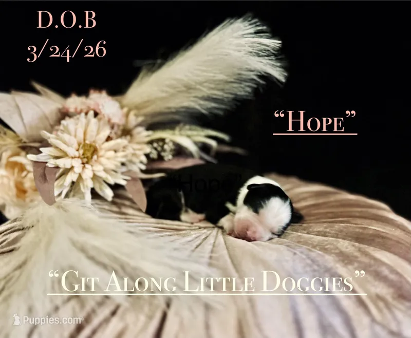 Hope – Australian Shepherd puppy for sale in Blacksburg, VA