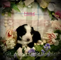 Hope, a female Australian Shepherd for sale in Blacksburg, VA – 2 of 7
