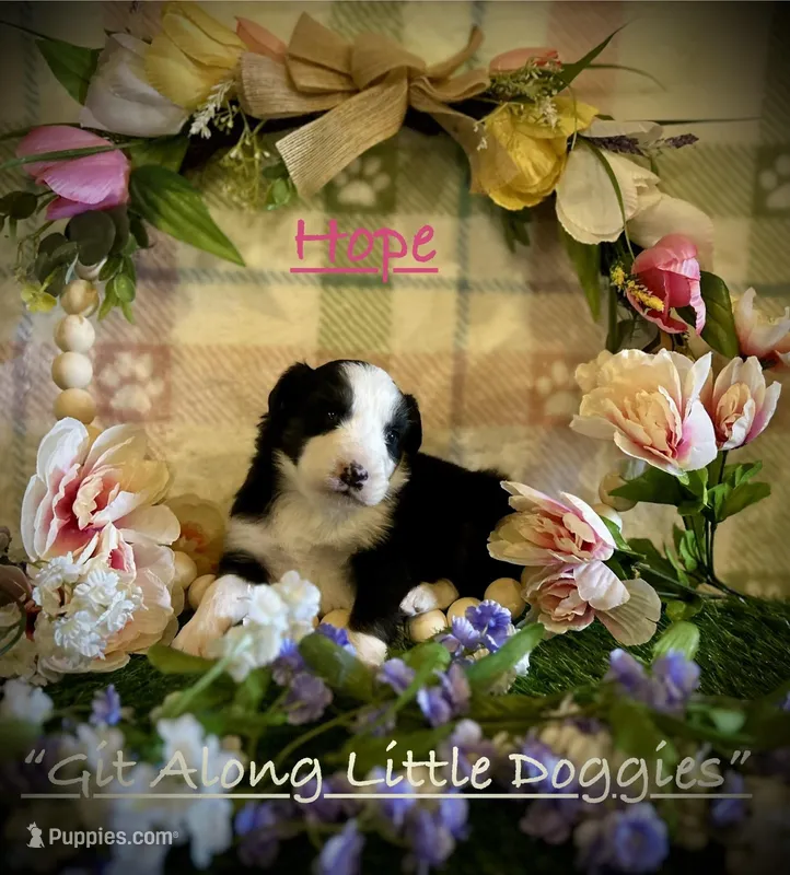 Hope – Australian Shepherd puppy for sale in Blacksburg, VA