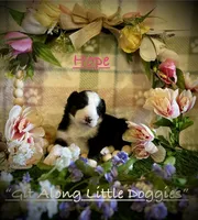 Hope, a female Australian Shepherd for sale in Blacksburg, VA – 1 of 7