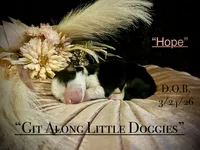 Hope, a female Australian Shepherd for sale in Blacksburg, VA – Photo 2 of 5
