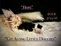 Hope, a female Australian Shepherd for sale in Blacksburg, VA – Photo 3 of 5