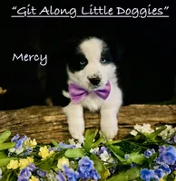 Mercy, a female Australian Shepherd for sale in Blacksburg, VA – 5 of 10
