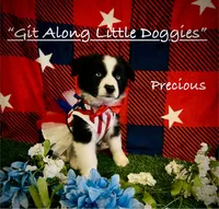 Precious, a female Australian Shepherd for sale in Blacksburg, VA – 2 of 10
