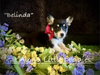 Belinda, a female Pembroke Welsh Corgi for sale in Blacksburg, VA – 3 of 9