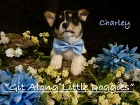 Charley, a male Pembroke Welsh Corgi for sale in Blacksburg, VA – 2 of 10