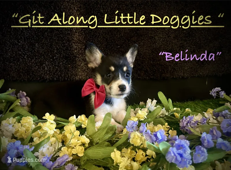 Belinda – Pembroke Welsh Corgi puppy for sale in Blacksburg, VA