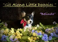 Belinda, a female Pembroke Welsh Corgi for sale in Blacksburg, VA – 1 of 9
