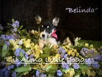 Belinda, a female Pembroke Welsh Corgi for sale in Blacksburg, VA – 4 of 9