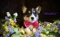 Sussie, a female Pembroke Welsh Corgi for sale in Blacksburg, VA – 2 of 10