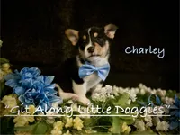 Charley, a male Pembroke Welsh Corgi for sale in Blacksburg, VA – 4 of 10