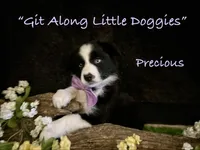Precious, a female Australian Shepherd for sale in Blacksburg, VA – 5 of 10
