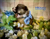 Henry, a male Pembroke Welsh Corgi for sale in Blacksburg, VA – 4 of 8