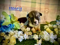 Henry, a male Pembroke Welsh Corgi for sale in Blacksburg, VA – 2 of 8