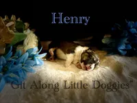 Henry, a male Pembroke Welsh Corgi for sale in Blacksburg, VA – Photo 2 of 6