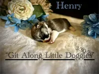 Henry, a male Pembroke Welsh Corgi for sale in Blacksburg, VA – Photo 4 of 6