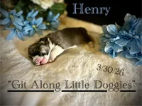 Henry, a male Pembroke Welsh Corgi for sale in Blacksburg, VA – Photo 3 of 6