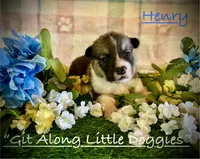 Henry, a male Pembroke Welsh Corgi for sale in Blacksburg, VA – 3 of 8