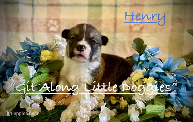 Henry – Pembroke Welsh Corgi puppy for sale in Blacksburg, VA