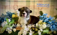 Henry, a male Pembroke Welsh Corgi for sale in Blacksburg, VA – 1 of 8